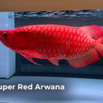 Ikan Arwana Merah Indonesia
