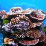 Para peneliti mengatakan bahwa lautan telah melewati tonggak penting dalam proses pengasaman