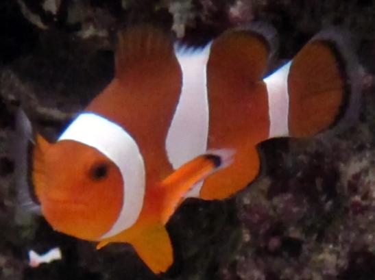 Bisnis ikan hias indoensia